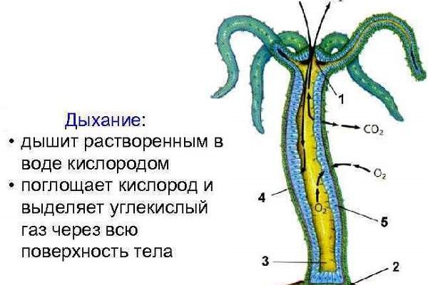 Kraken вход зеркало